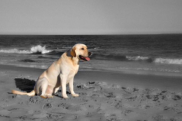 002a_Pets 2010
