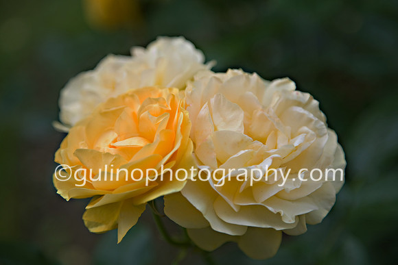 006a_Rose Garden 2011