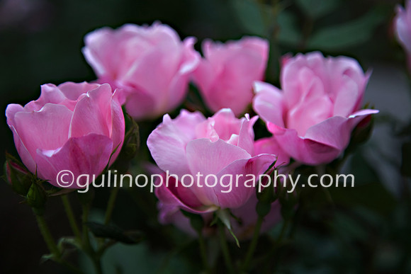 004a_Rose Garden 2011