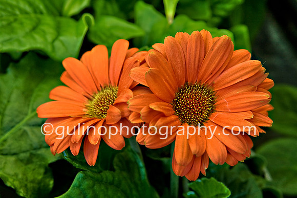 05a_HDR Flowers 2014