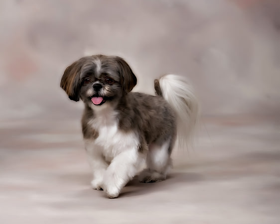 007a_Pets 2010 copy