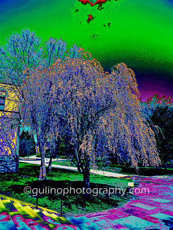 004a_HDR Abstract Park 2008