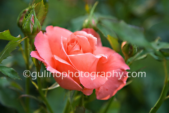 005a_Rose Garden 2011