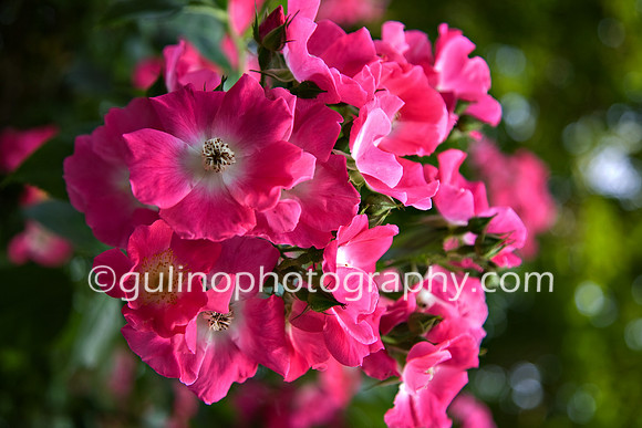 007a_Rose Garden 2011