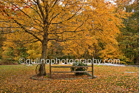 008a_Portrait Park Autum HDR 2010