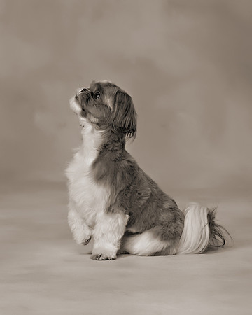 005a_Pets 2010