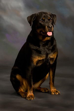 003a_Pets 2010